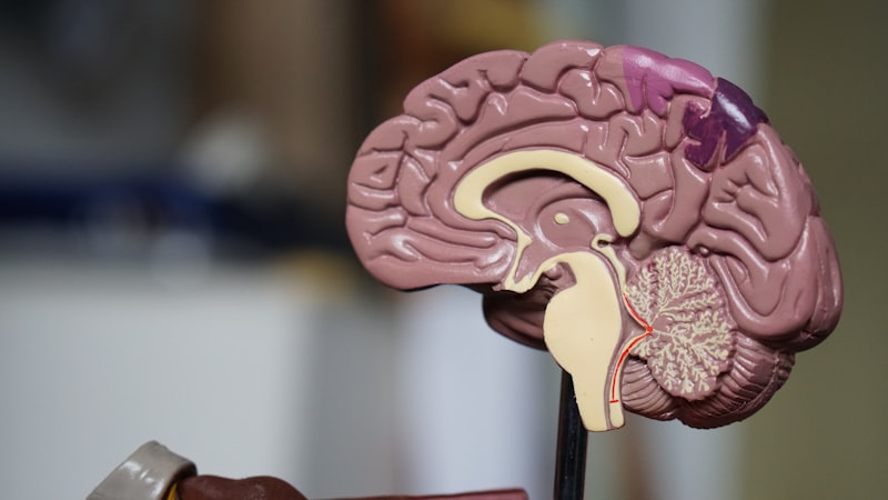 Hormonal Fluctuations Throughout Life: A General Overview