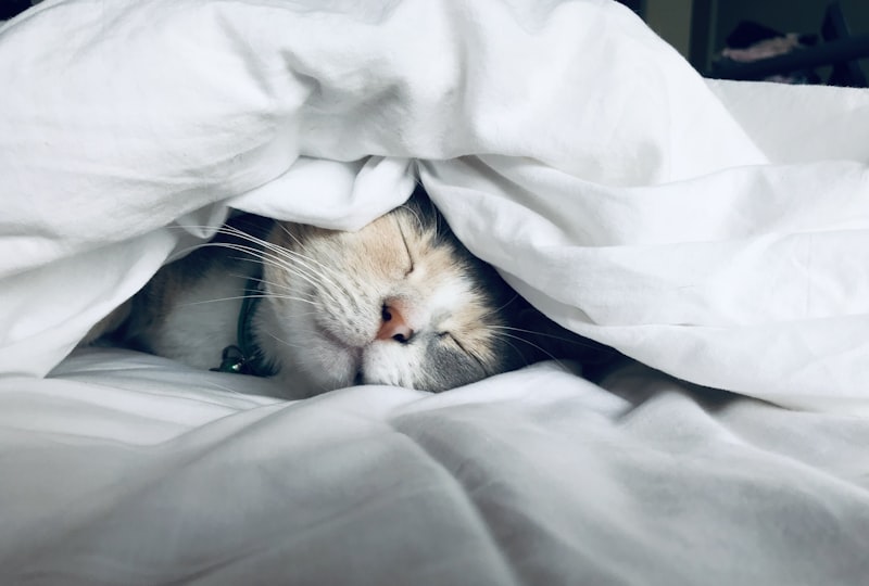 Sleep Architecture: Understanding Sleep Stages and Cycles